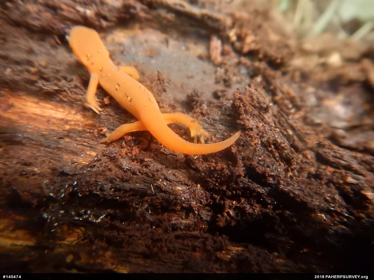 Red-spotted Newt