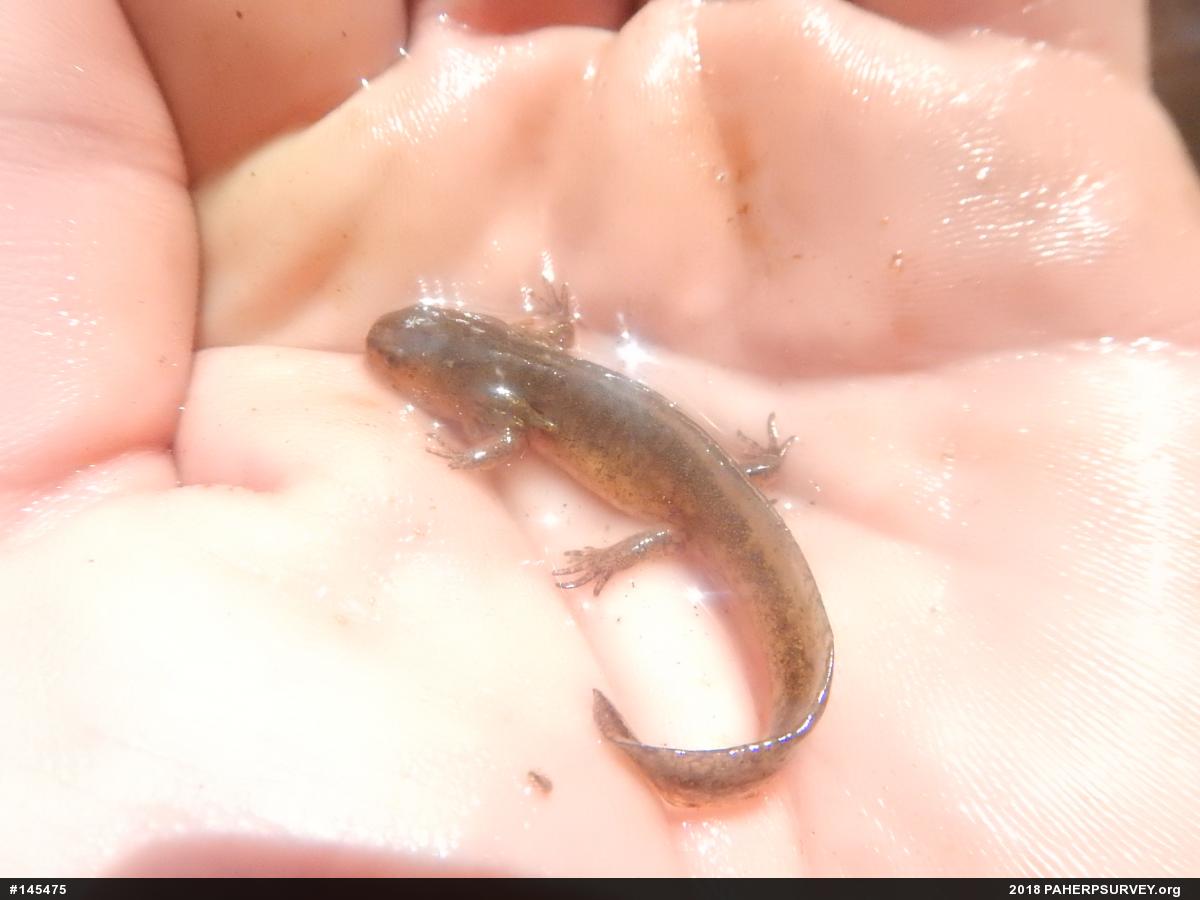 Spotted Salamander
