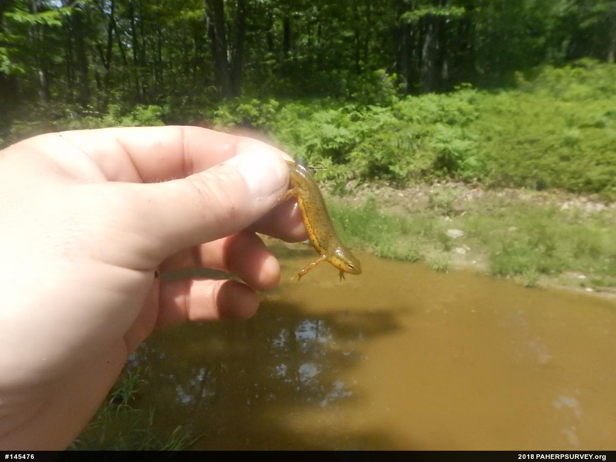 Red-spotted Newt