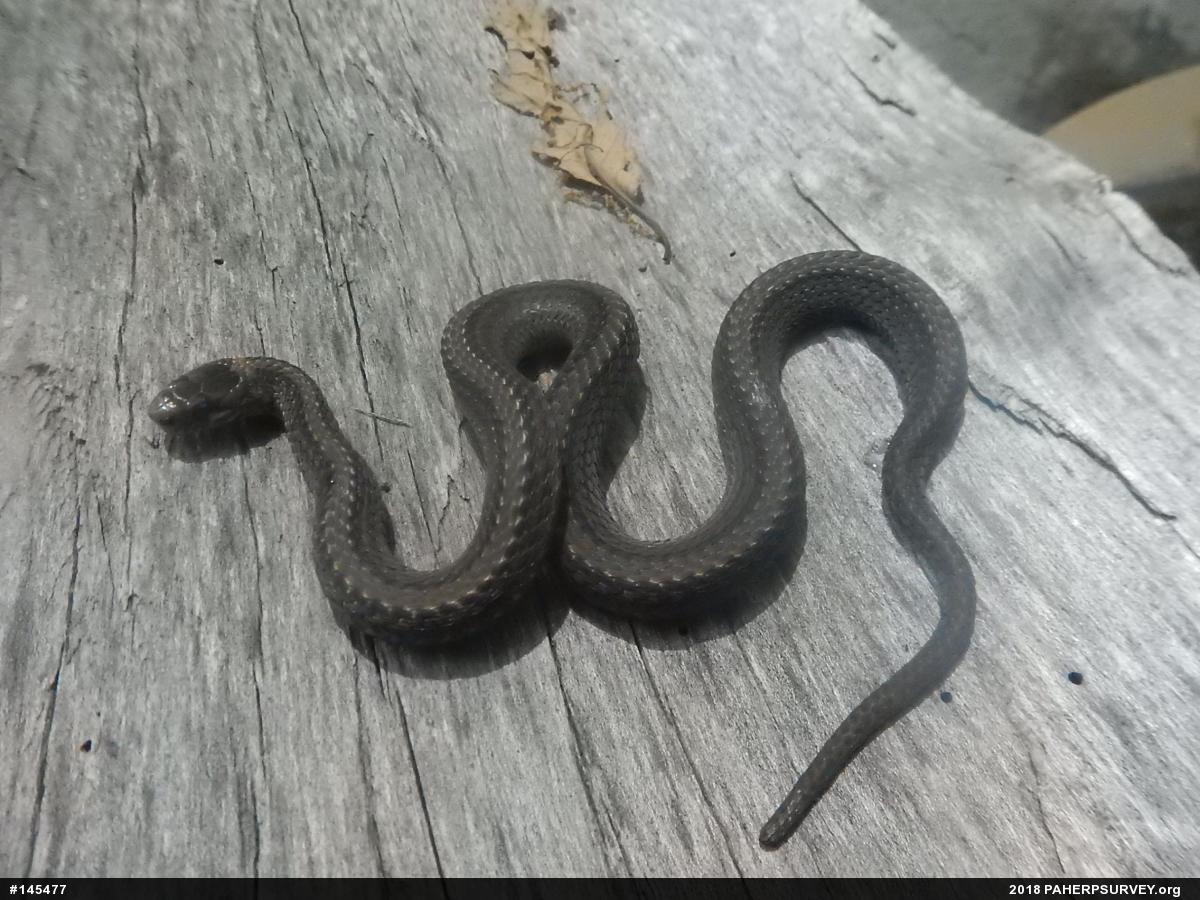 Red-bellied Snake