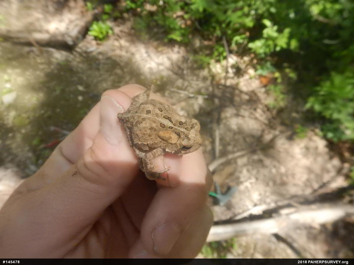 Eastern American Toad
