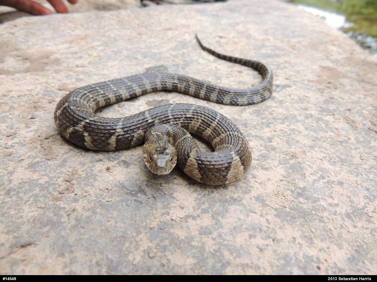 Northern Watersnake