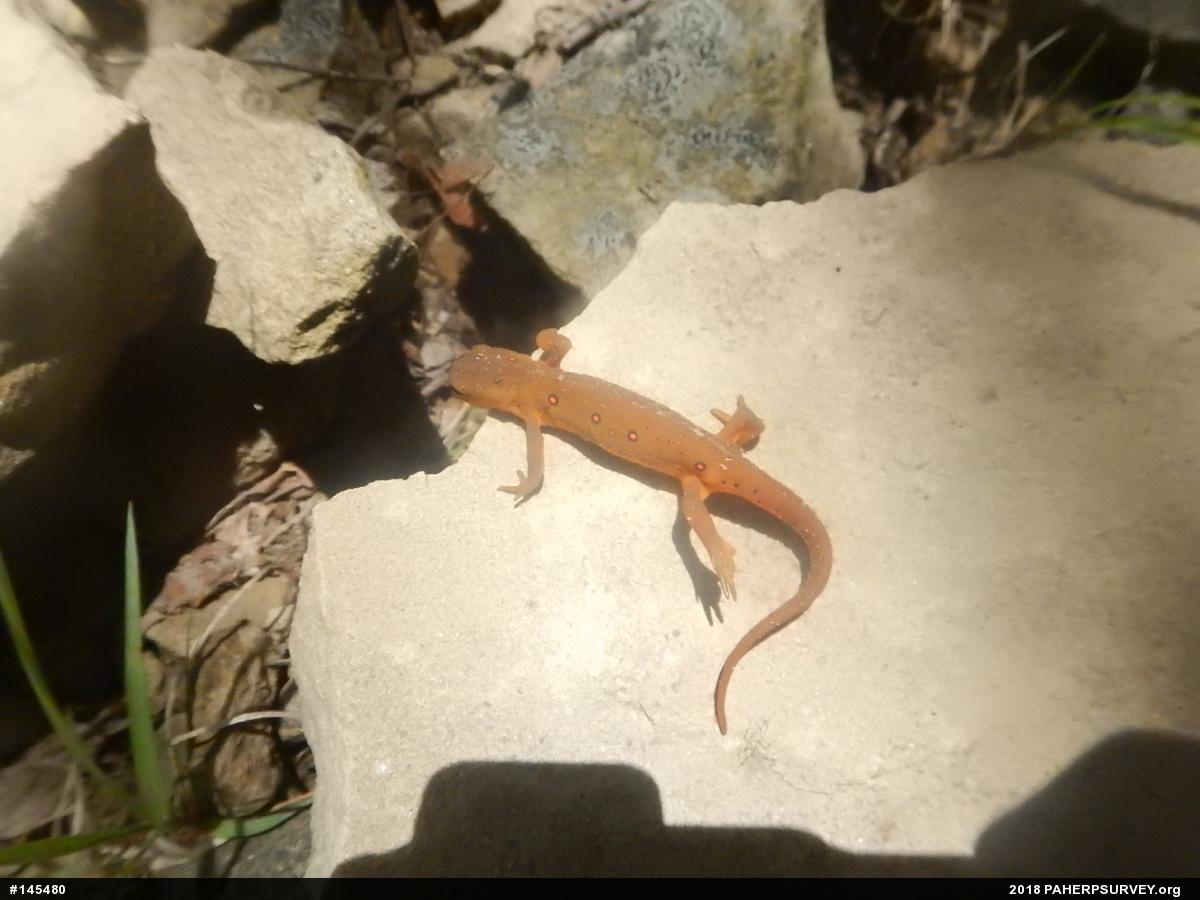 Red-spotted Newt