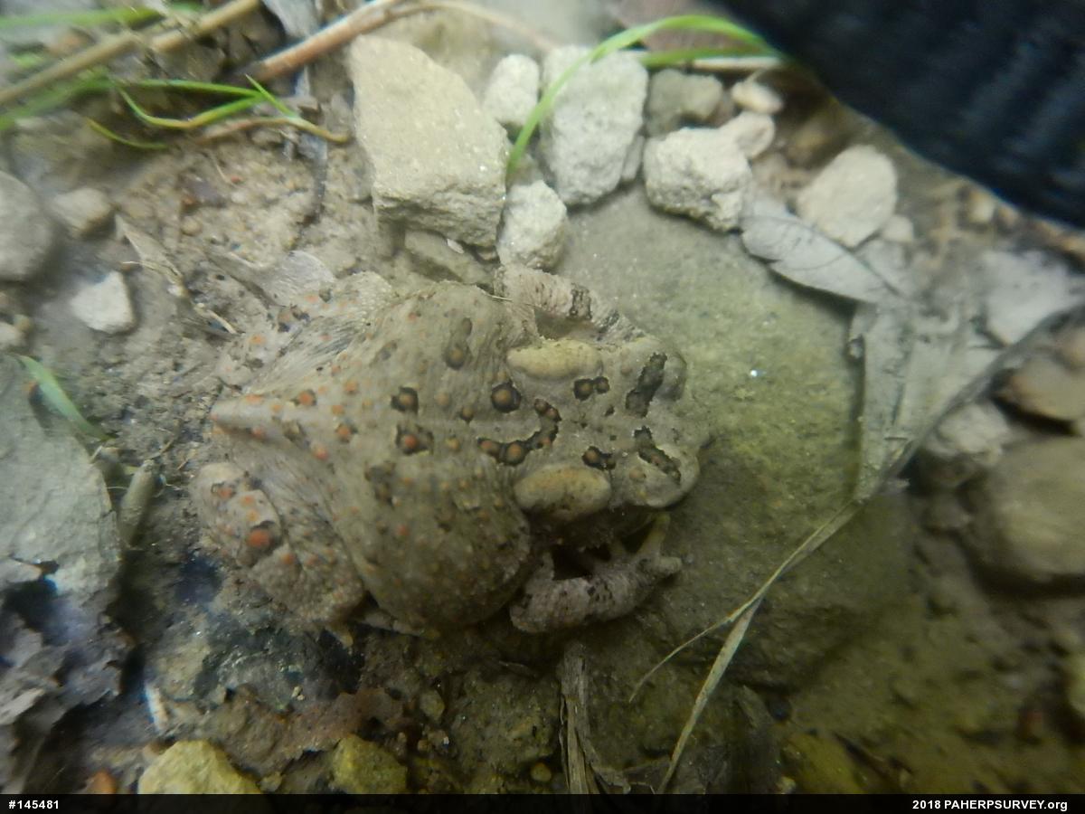 Eastern American Toad