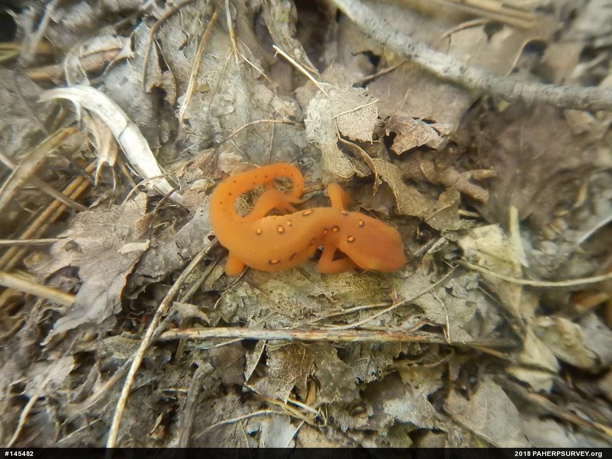 Red-spotted Newt