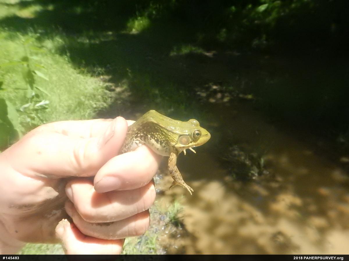Green Frog