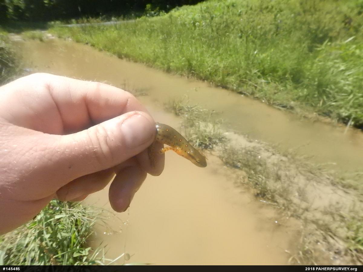 Red-spotted Newt