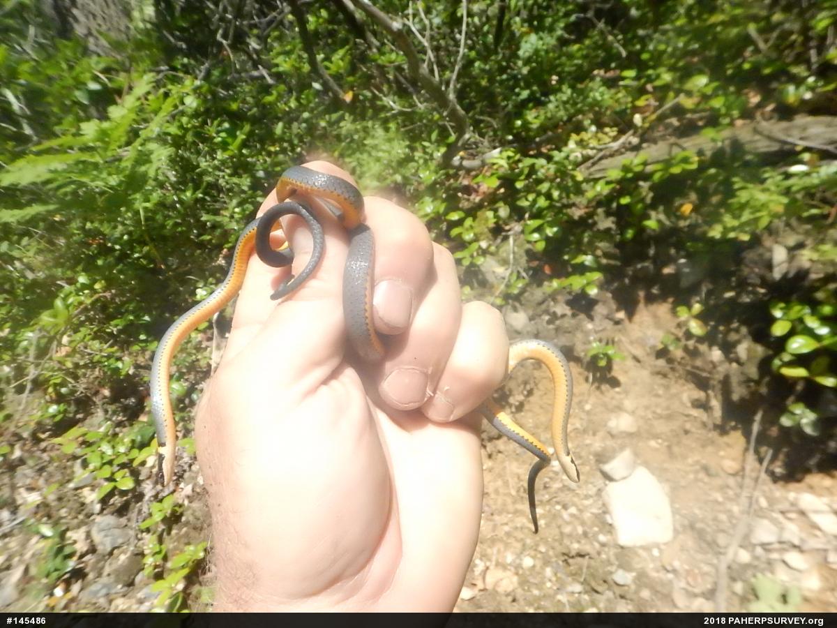 Northern Ring-necked Snake