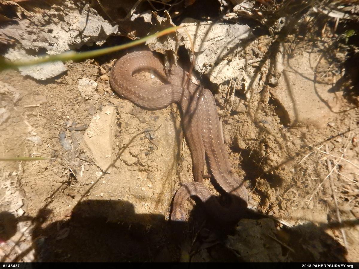 Red-bellied Snake