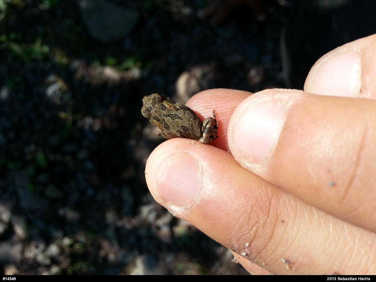 Fowler's Toad