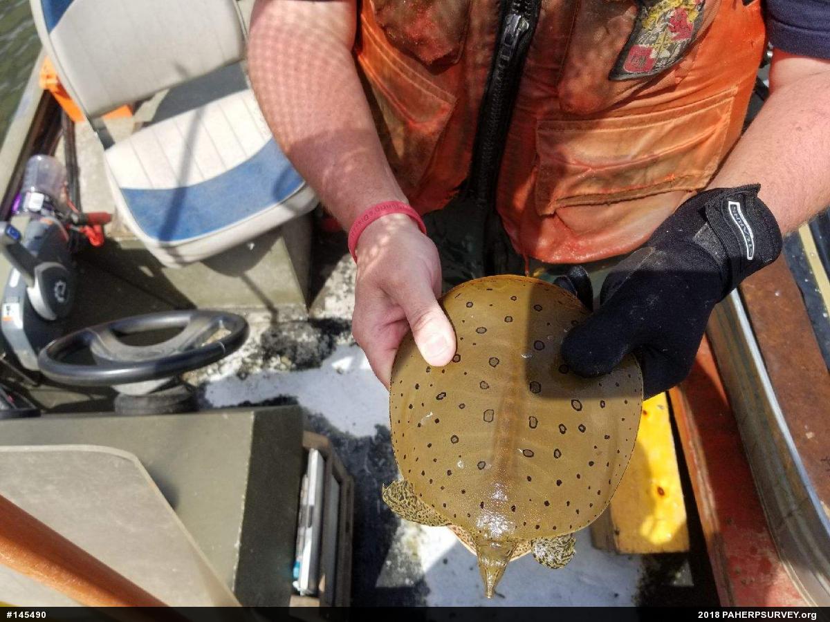 Eastern Spiny Softshell