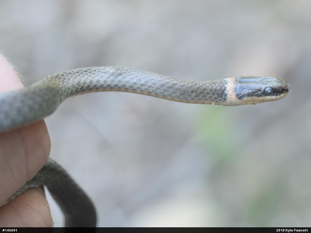 Northern Ring-necked Snake
