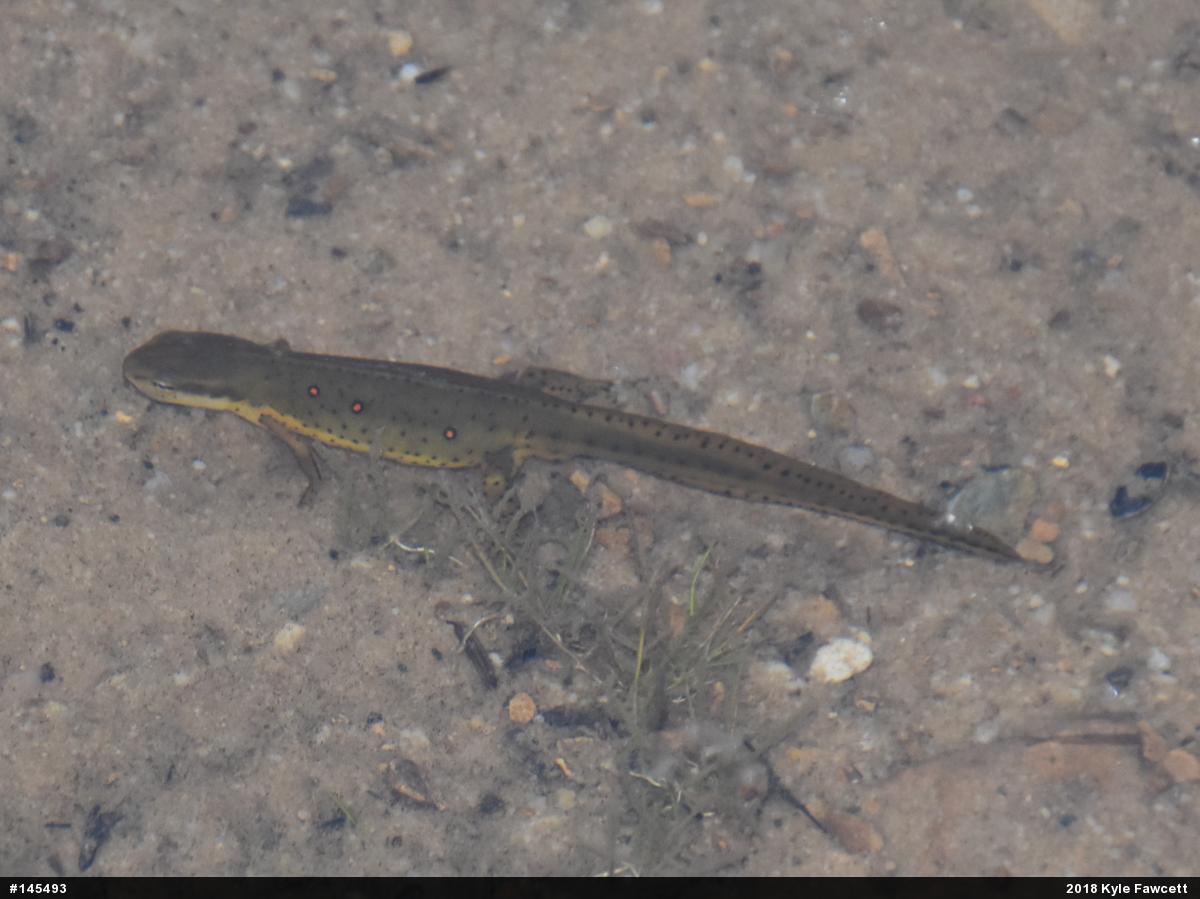 Red-spotted Newt