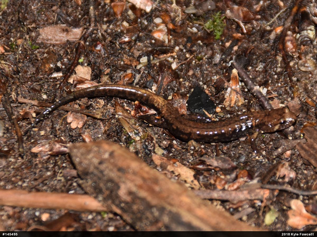 Allegheny Mountain Dusky Salamander