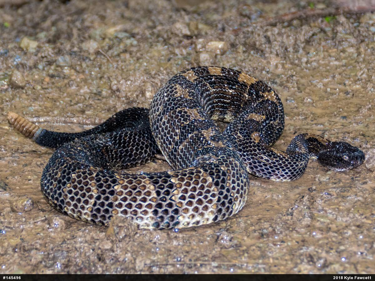 Timber Rattlesnake