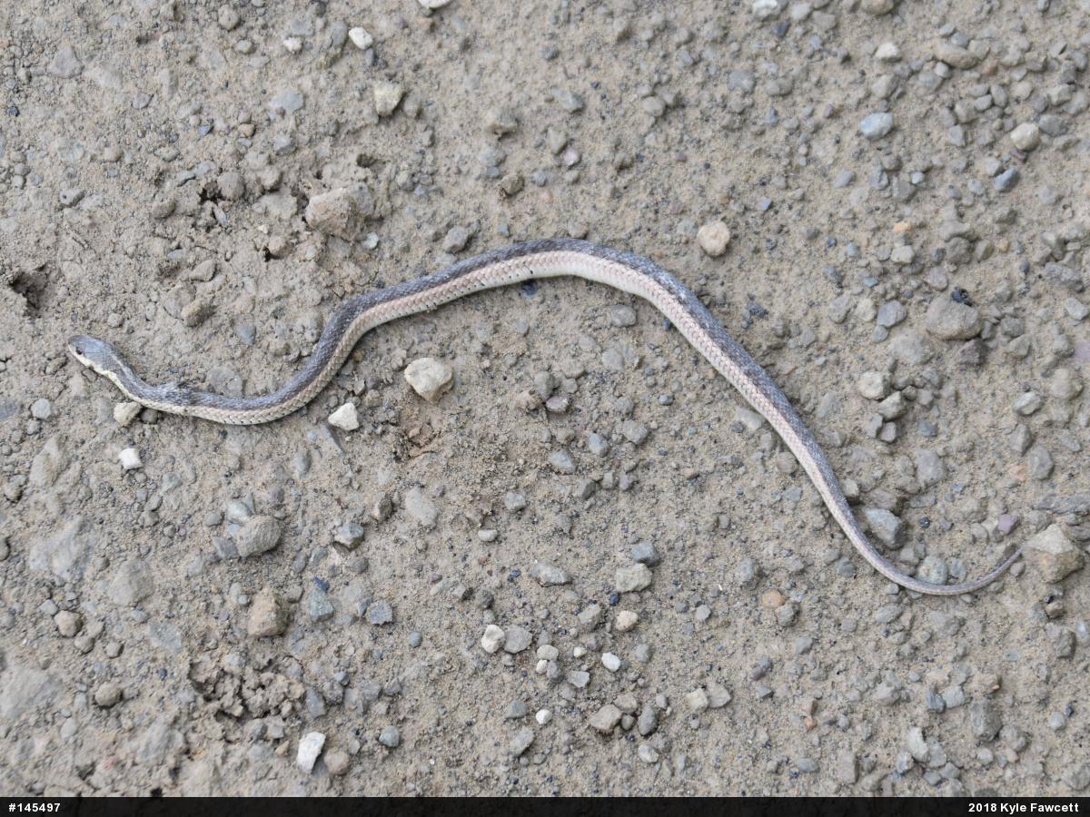 Eastern Gartersnake
