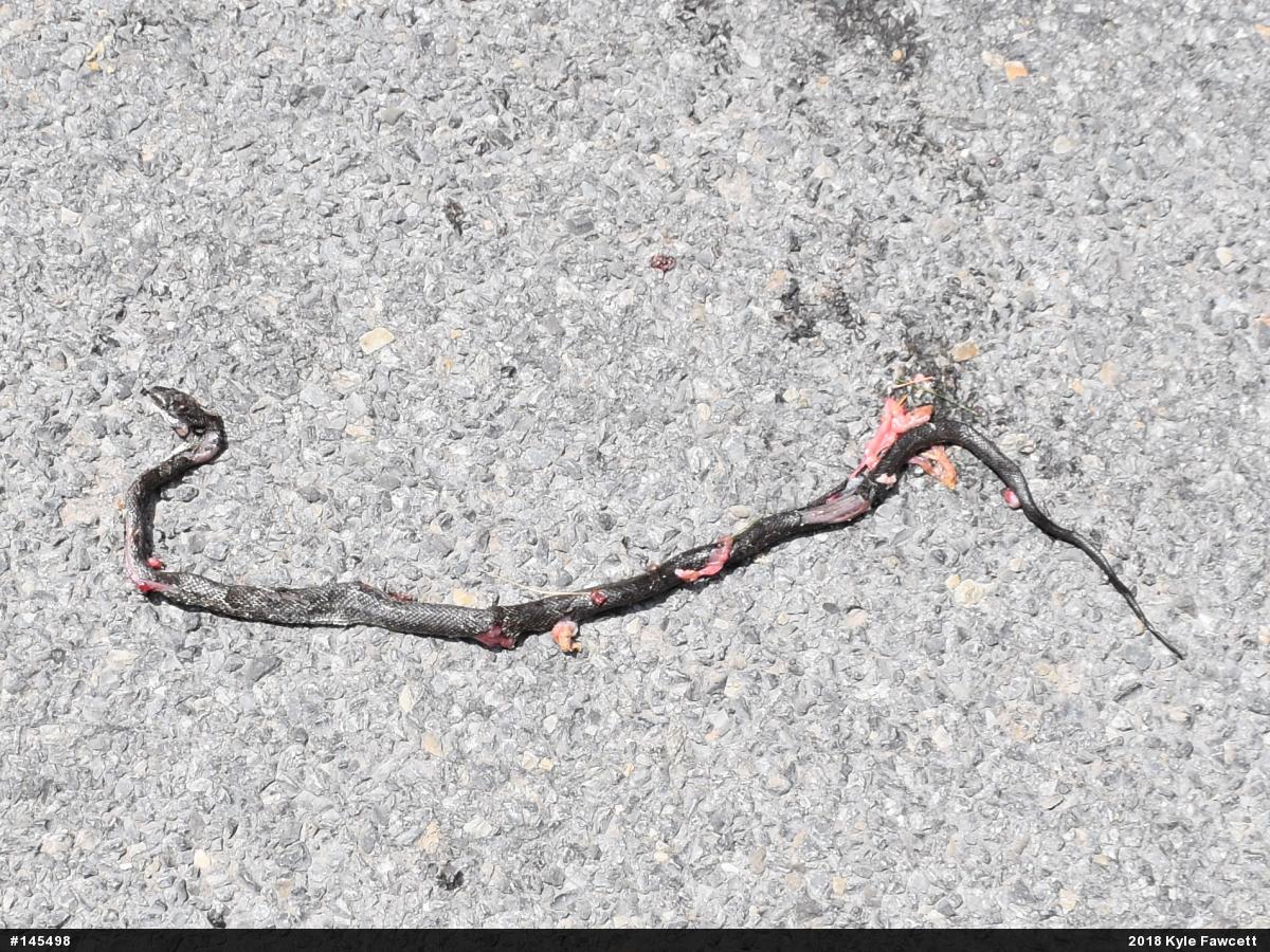 Eastern Ratsnake
