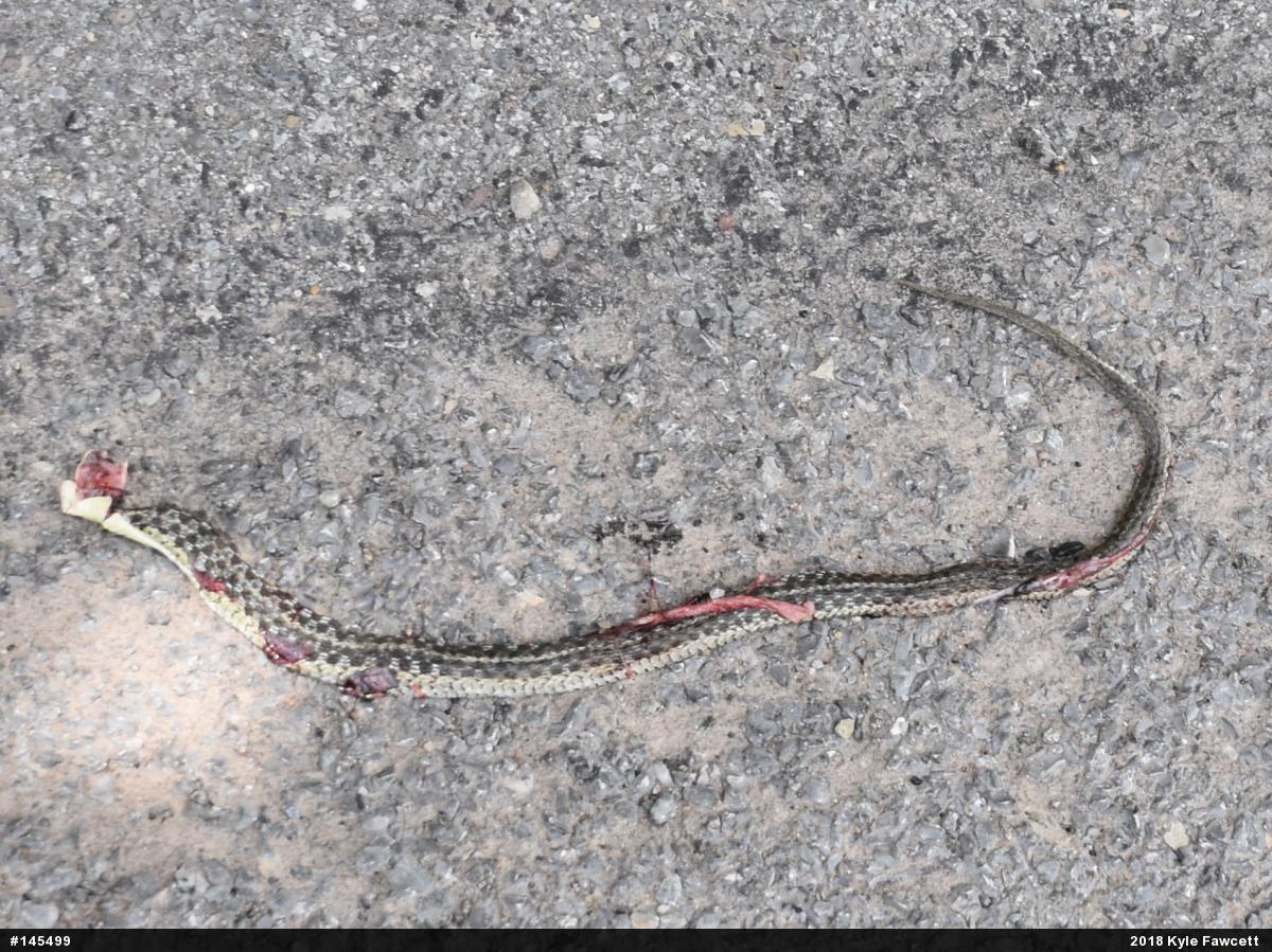 Eastern Gartersnake