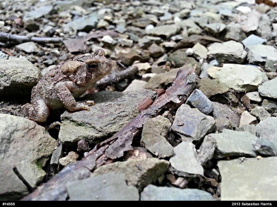 True Toads