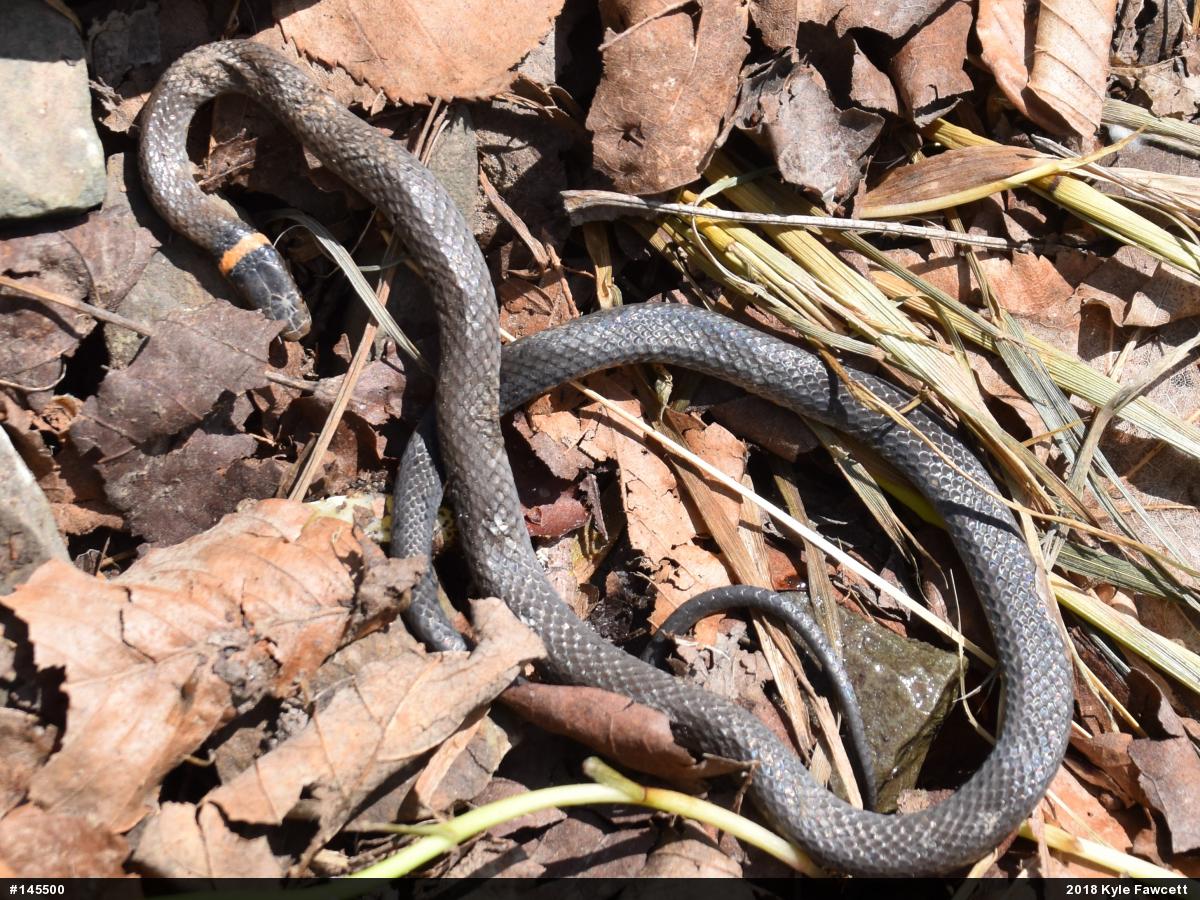Northern Ring-necked Snake