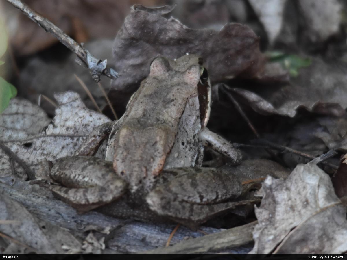 Wood Frog