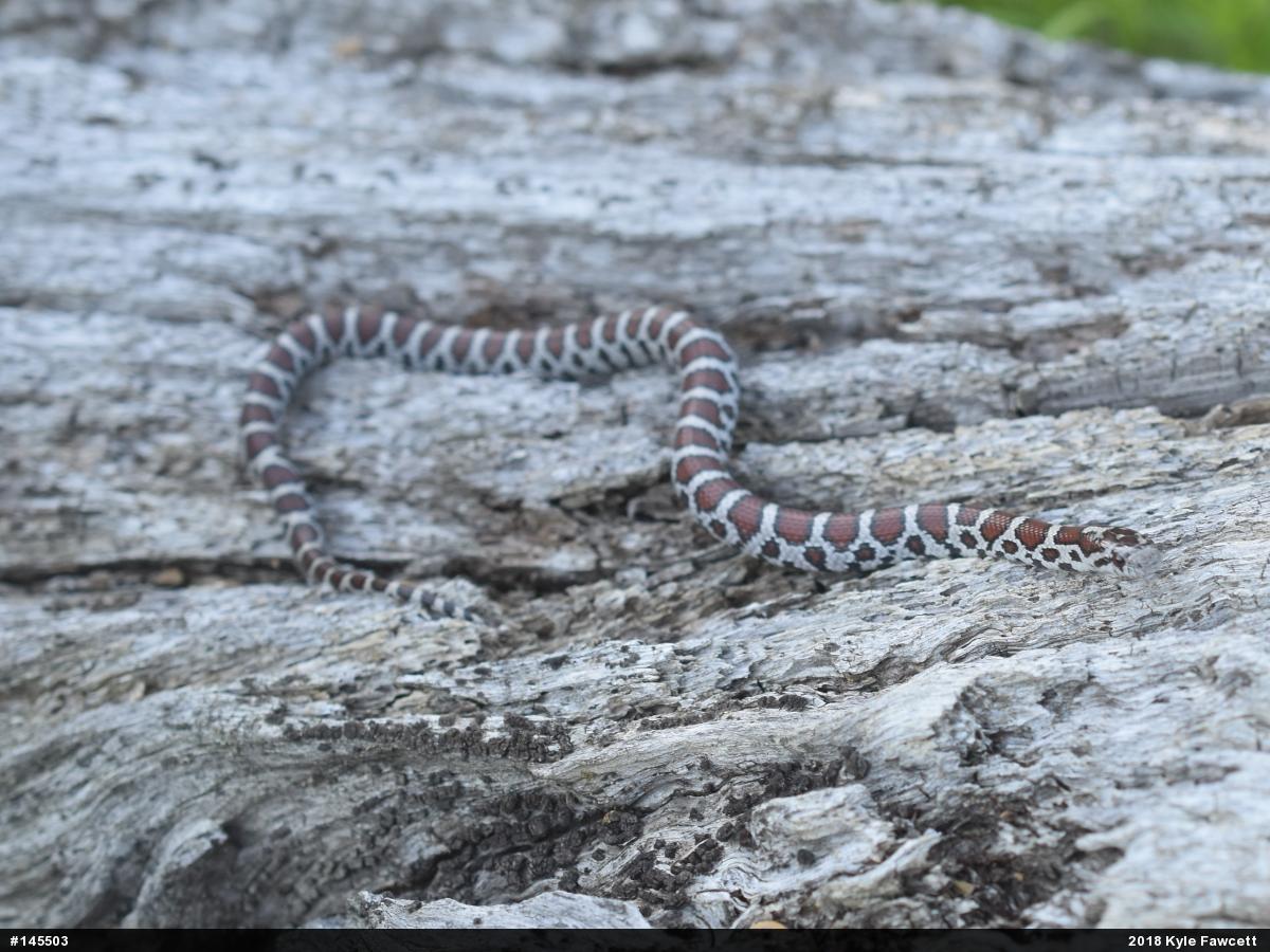 Eastern Milksnake