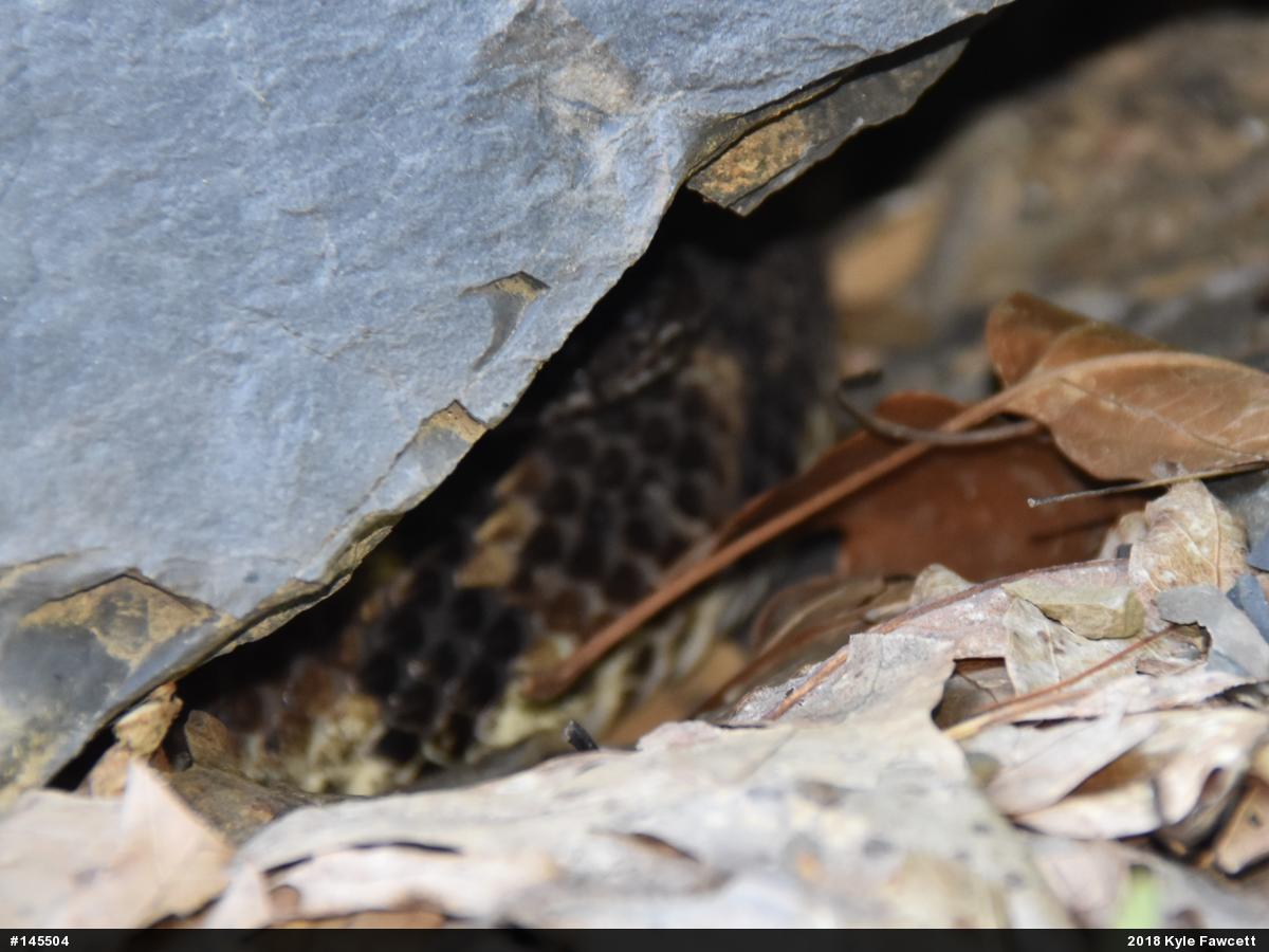 Timber Rattlesnake