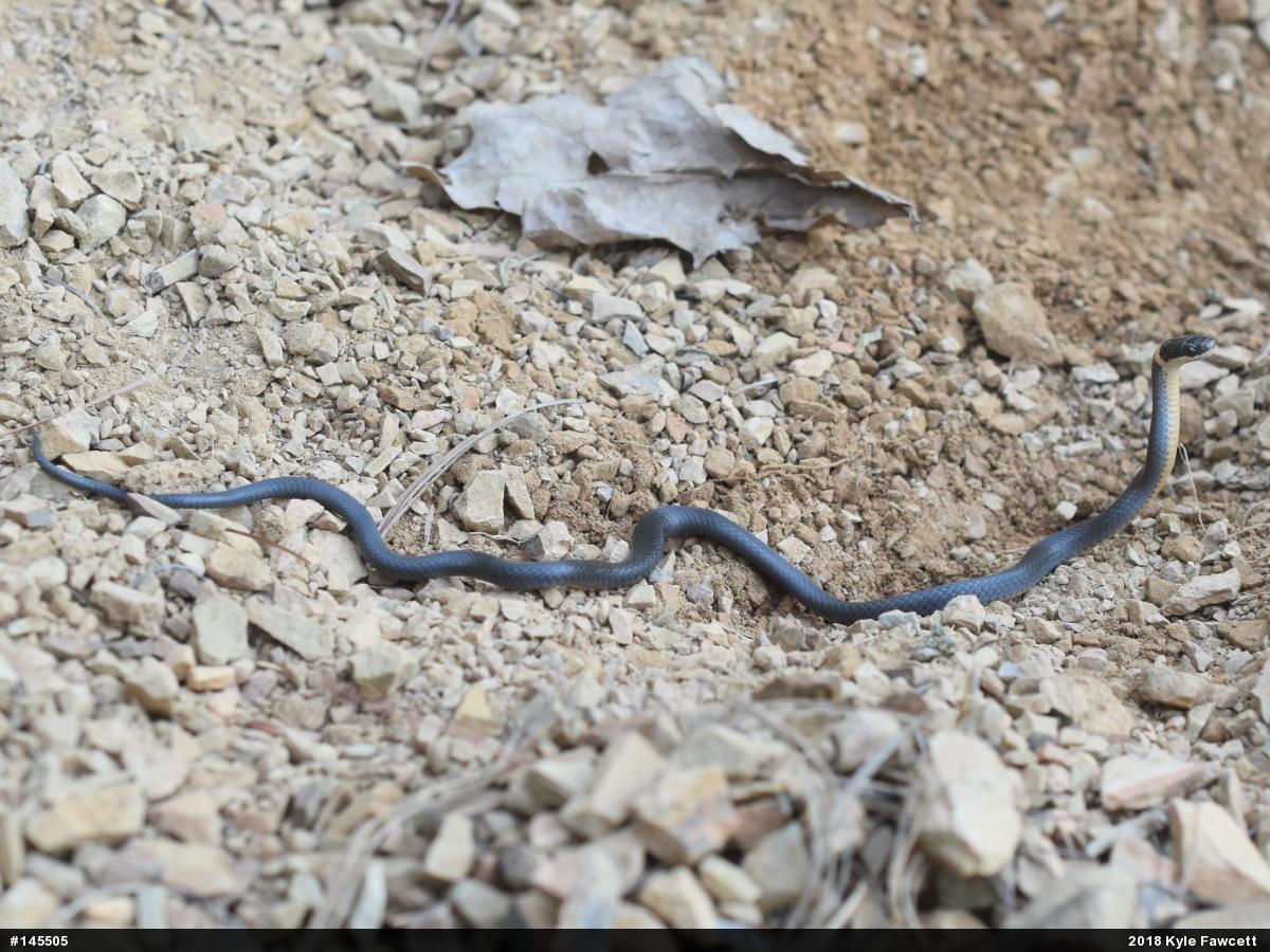 Northern Ring-necked Snake