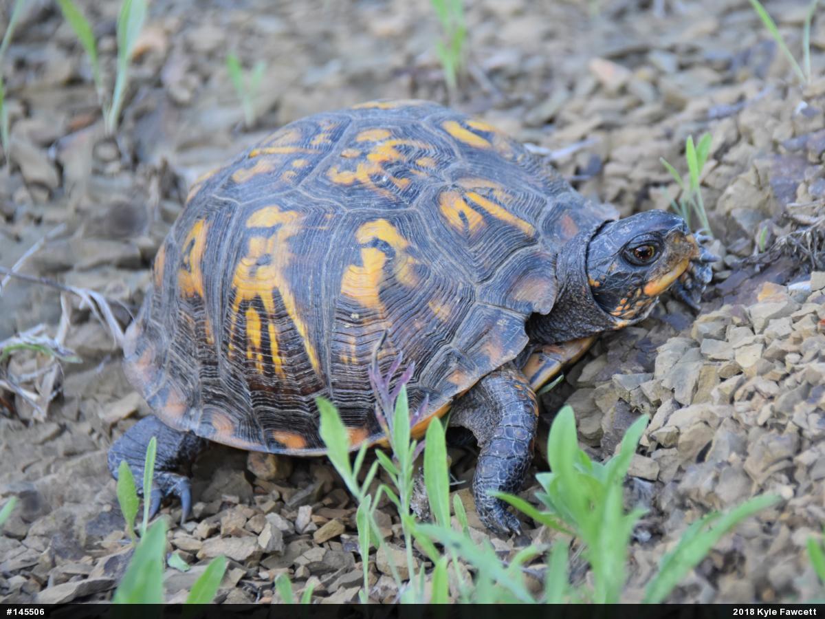 Eastern Box Turtle