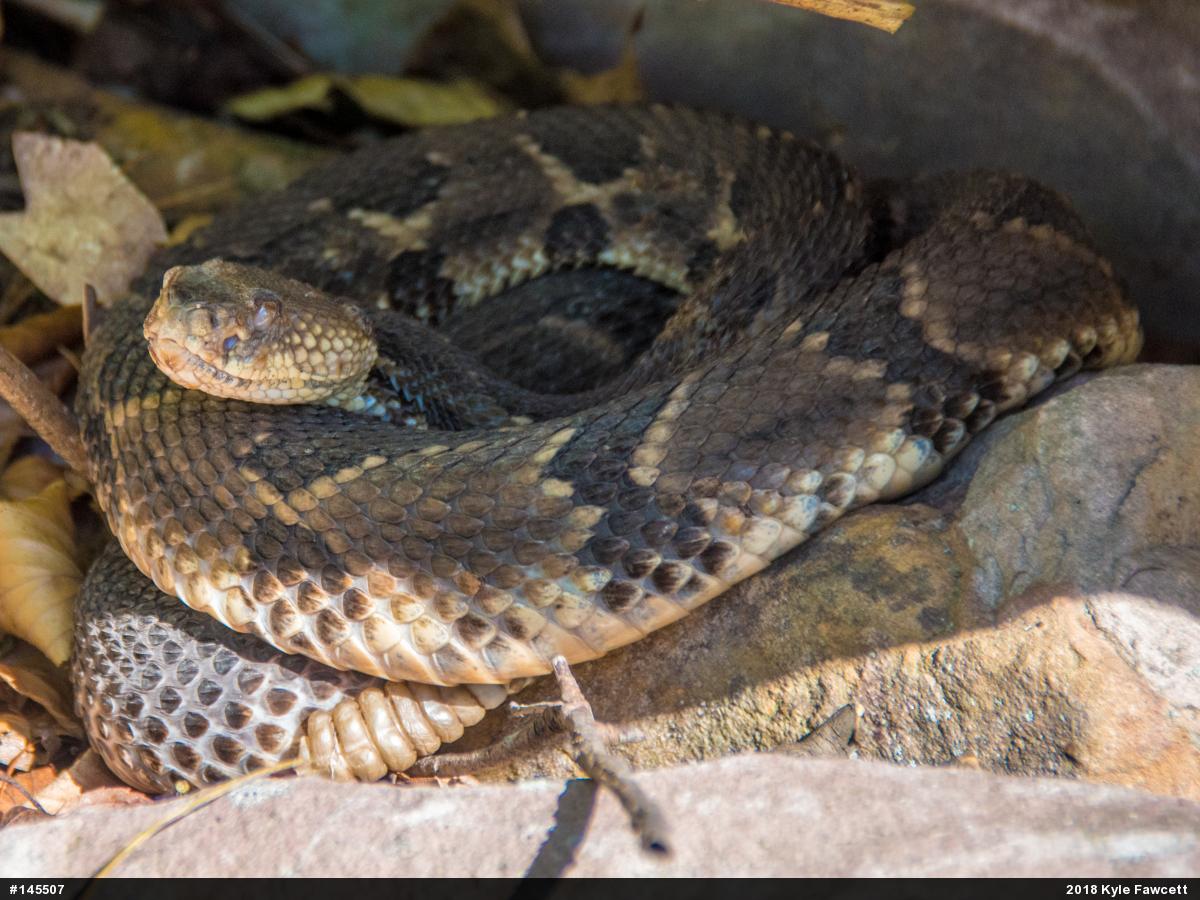 Timber Rattlesnake