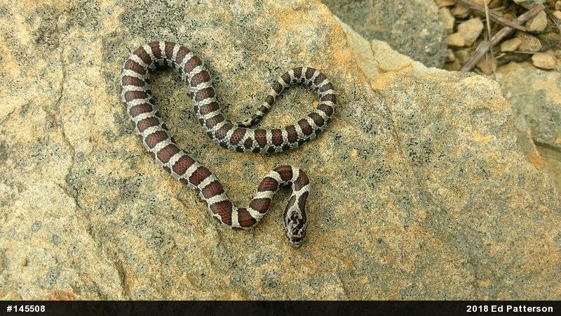 Eastern Milksnake
