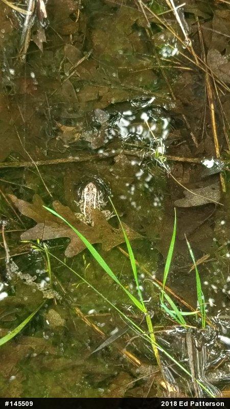 Pickerel Frog