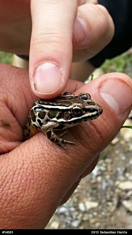 Pickerel Frog