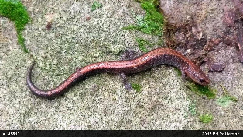 Eastern Red-backed  Salamander