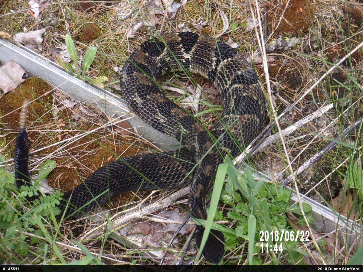 Timber Rattlesnake