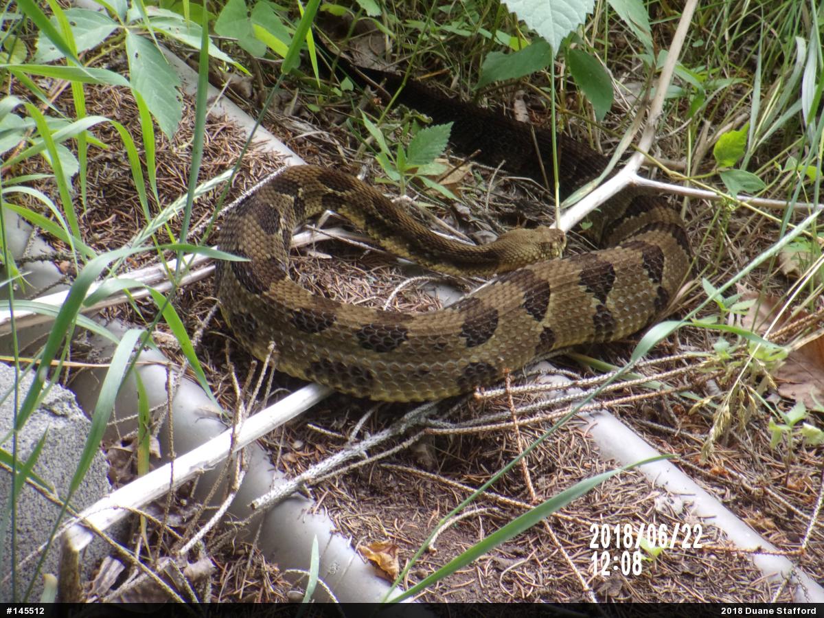 Timber Rattlesnake