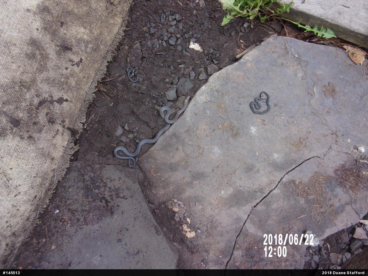 Northern Ring-necked Snake