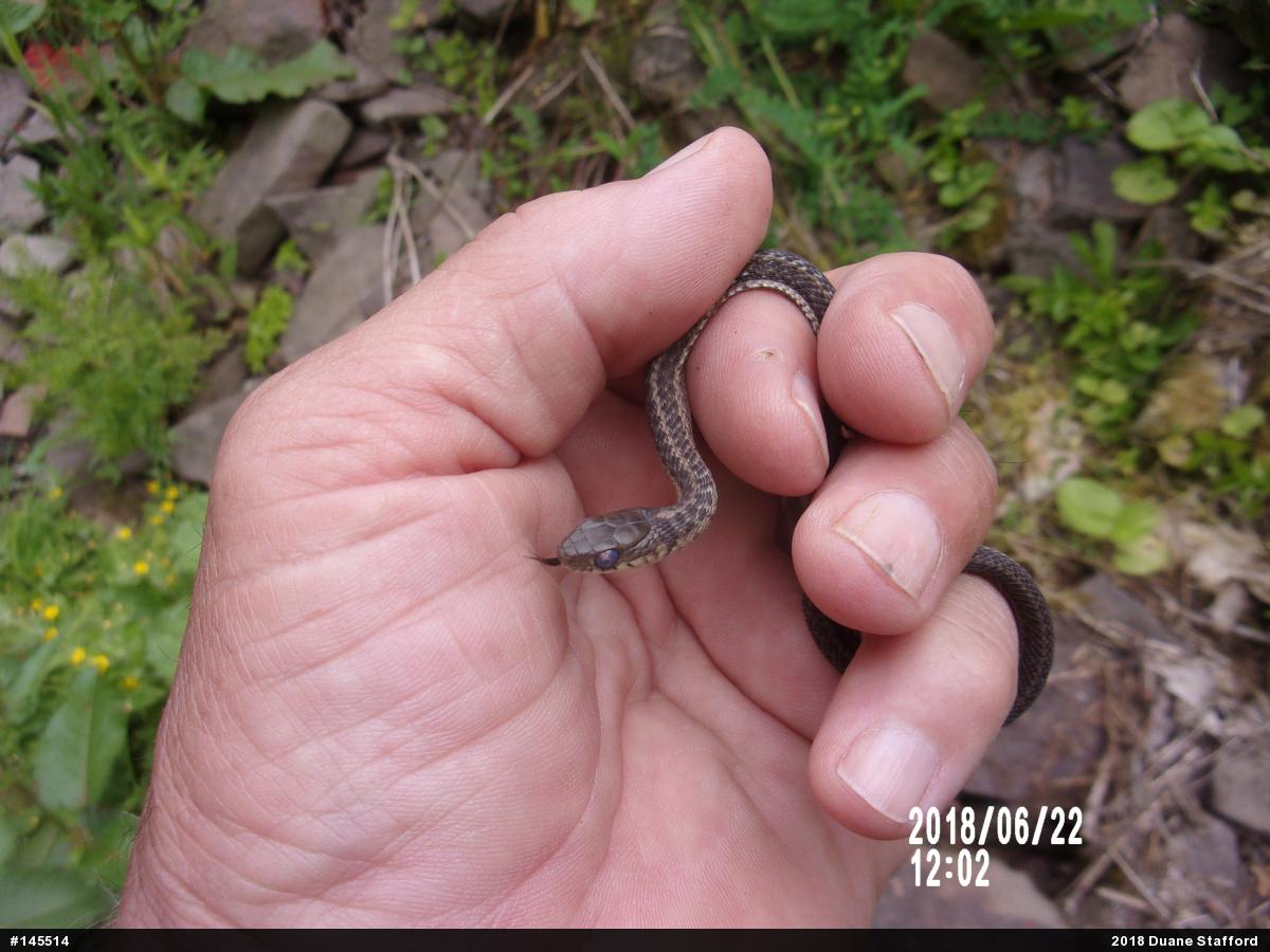 Eastern Gartersnake