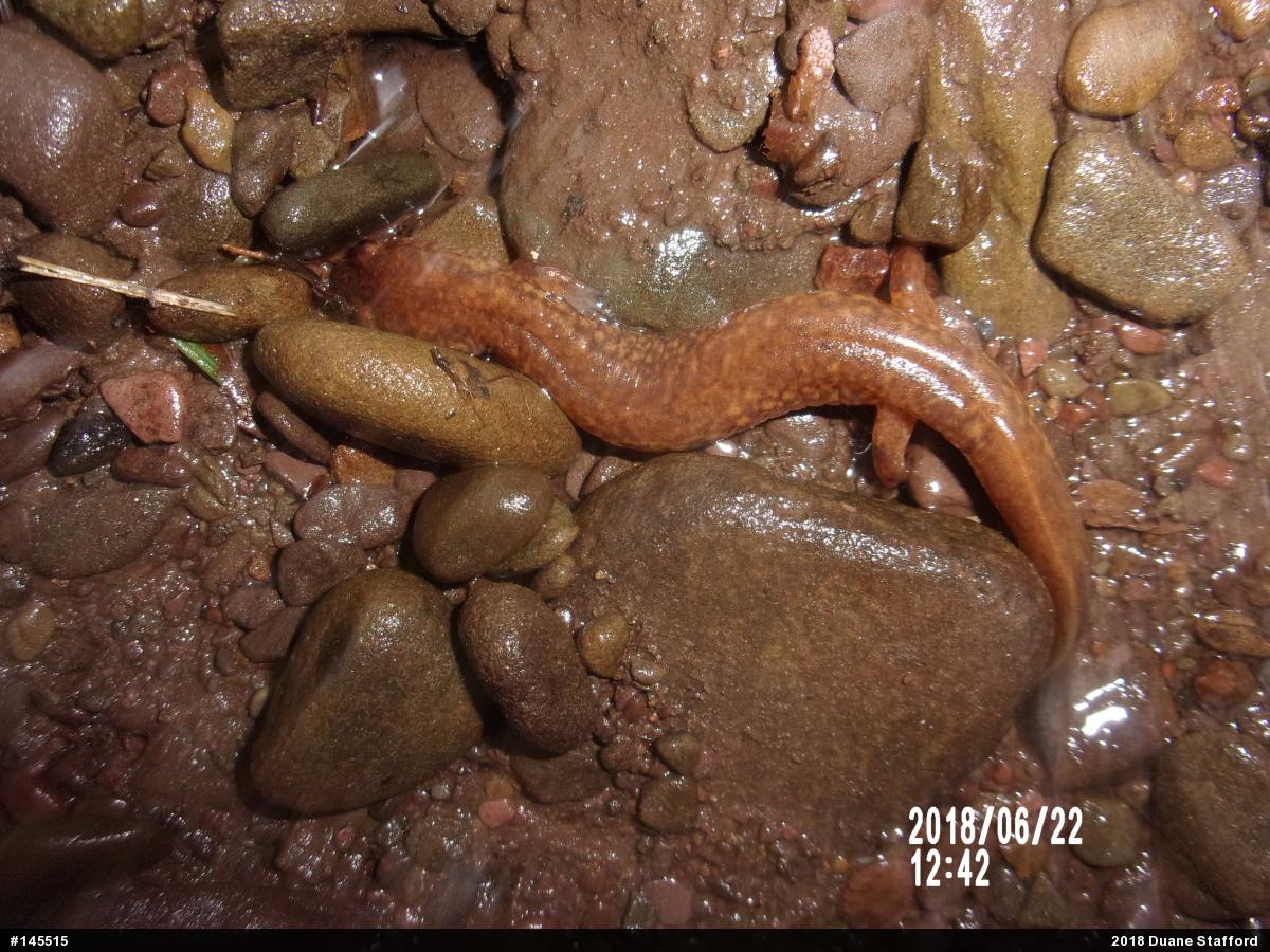 Northern Spring Salamander