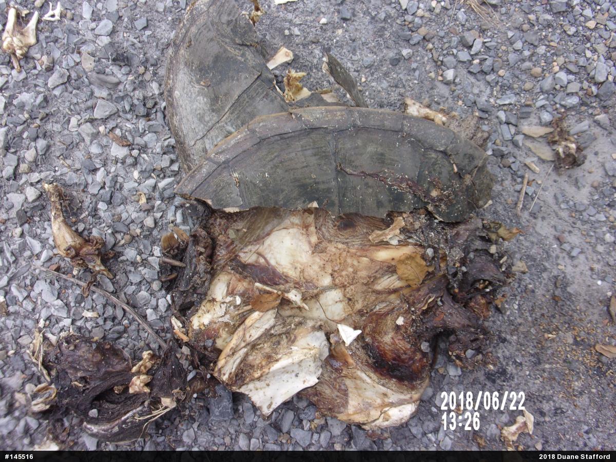 Snapping Turtle
