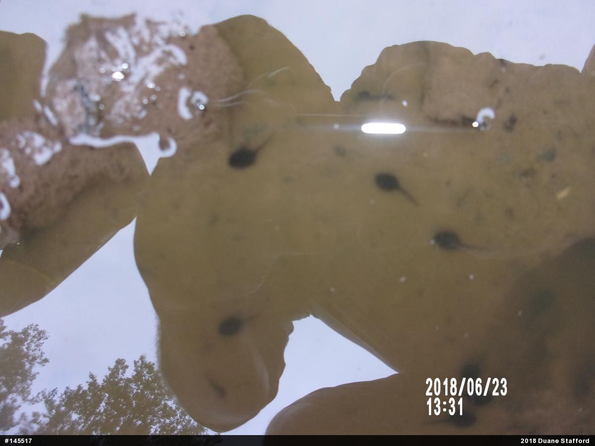 Eastern American Toad