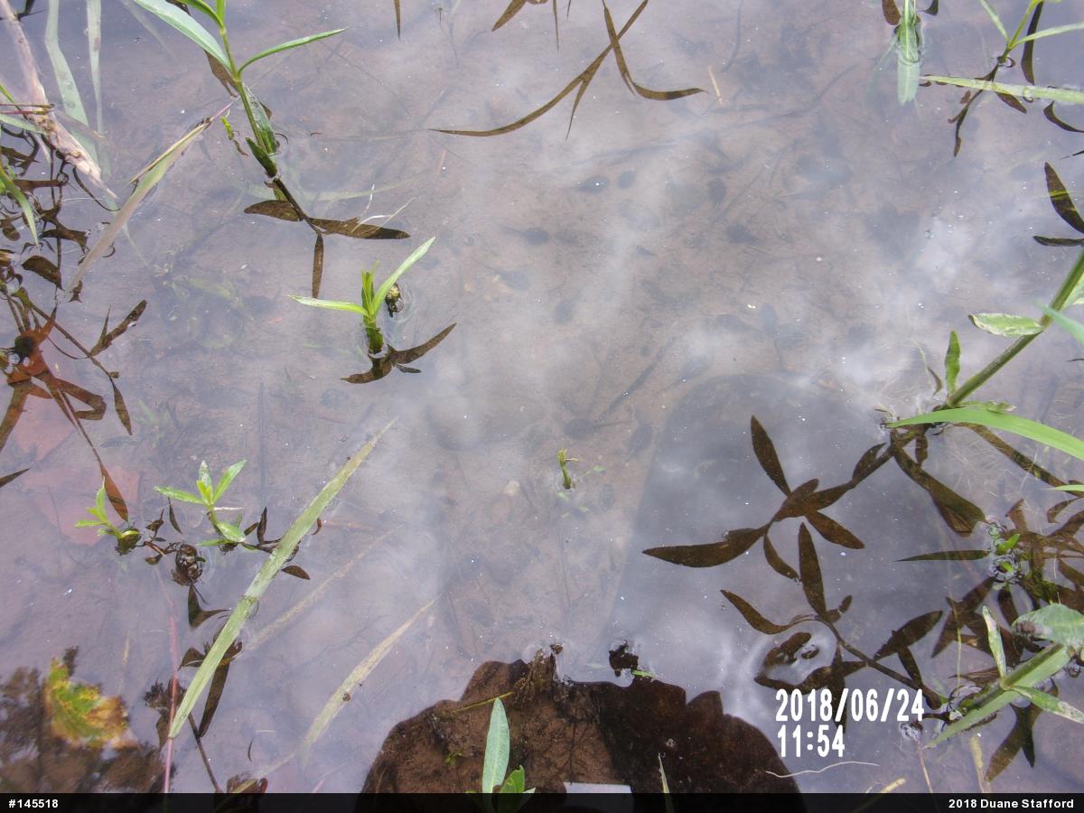 Eastern American Toad
