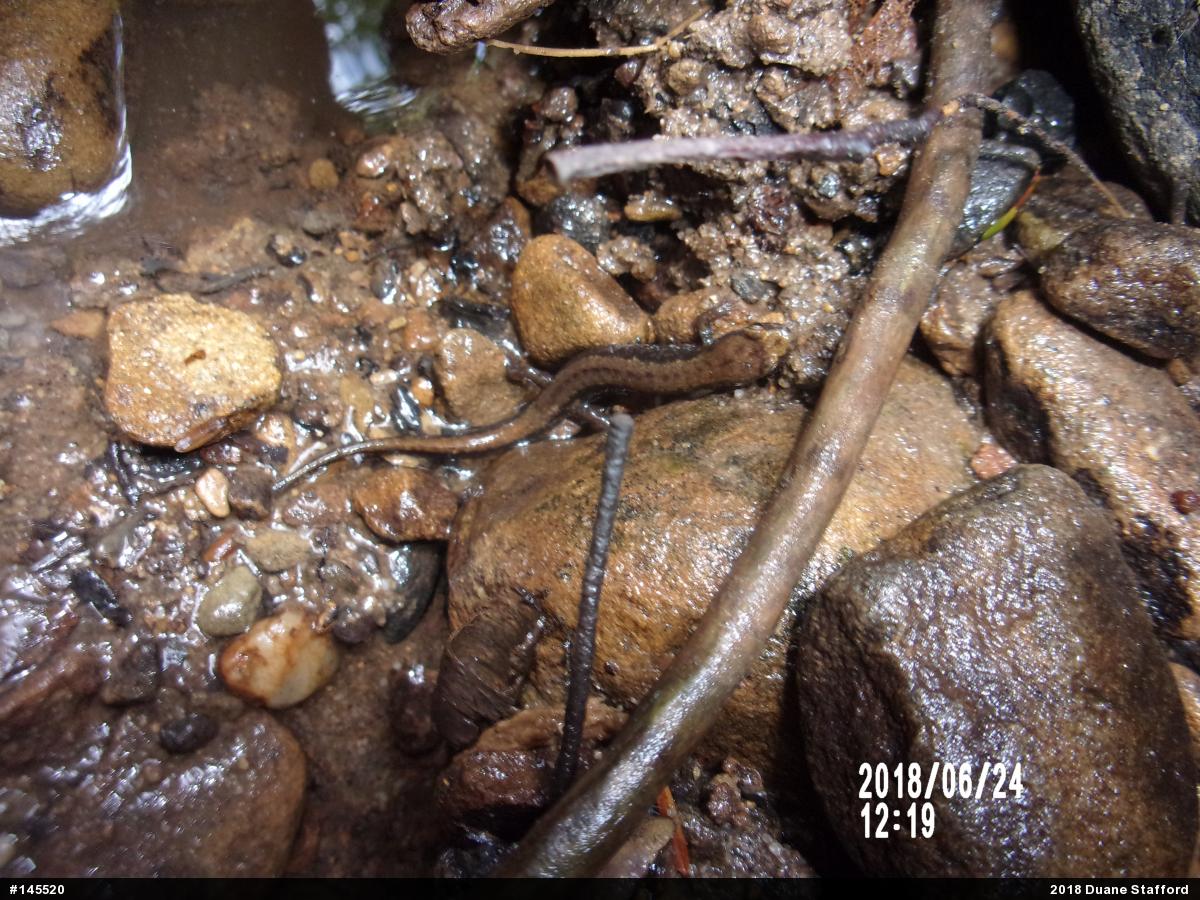 Allegheny Mountain Dusky Salamander
