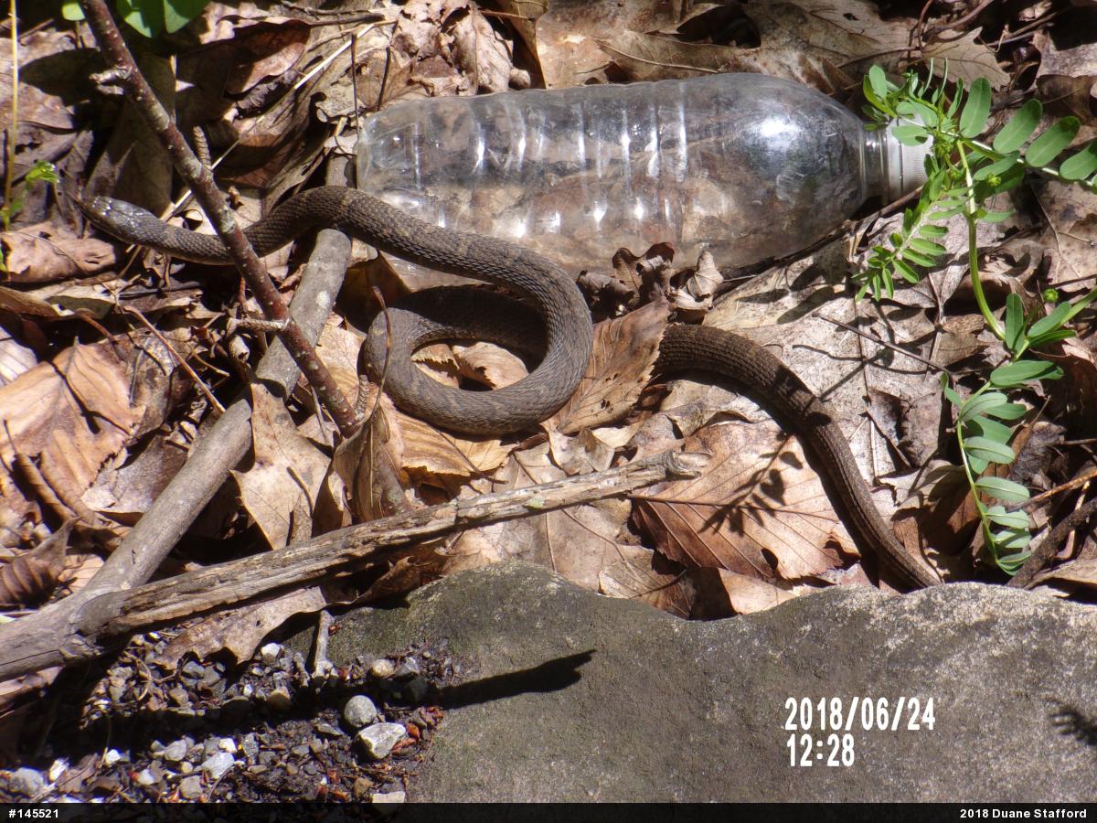 Northern Watersnake