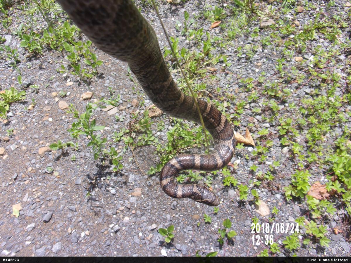 Eastern Milksnake