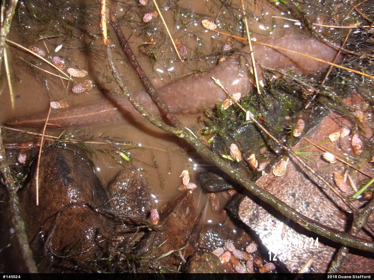Northern Spring Salamander