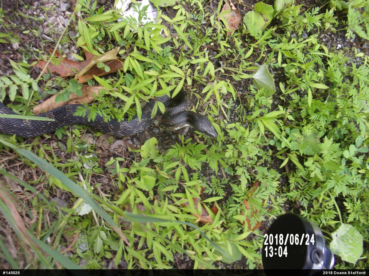 Eastern Ratsnake