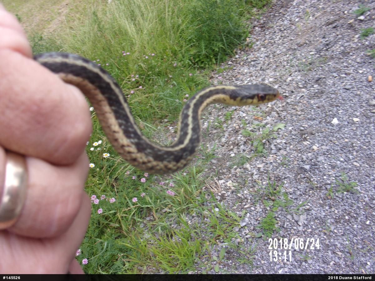 Eastern Gartersnake