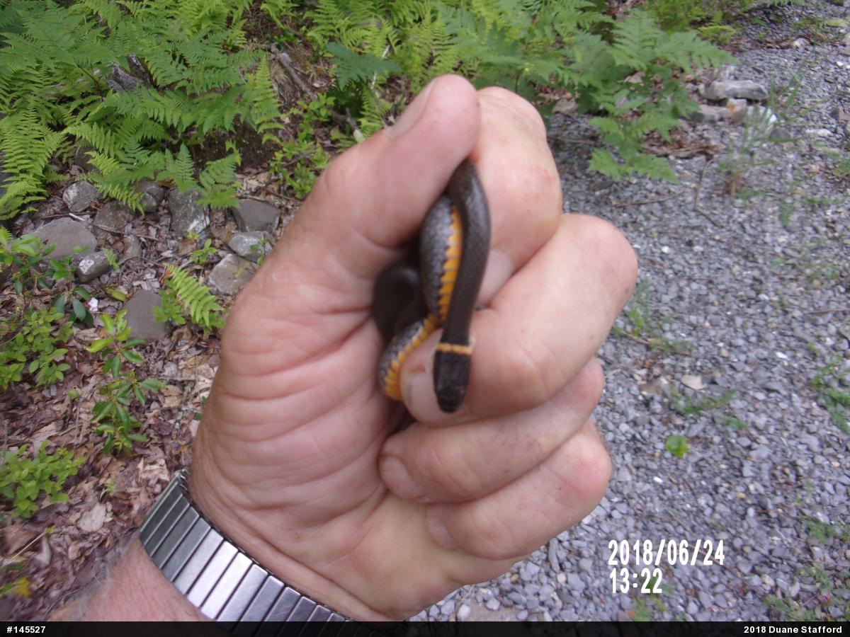 Northern Ring-necked Snake