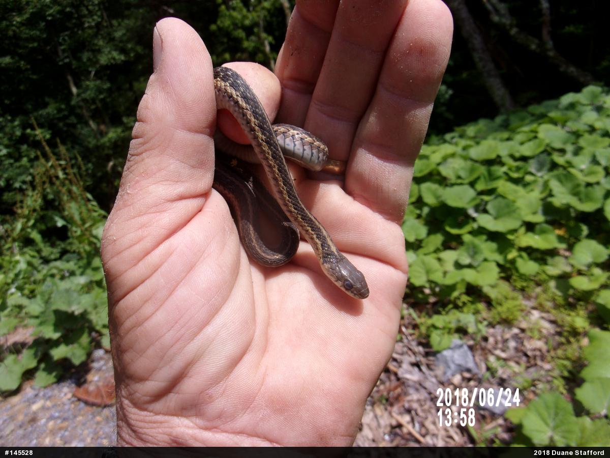 Eastern Gartersnake